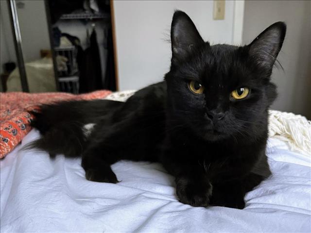 Enlarge RENEE, a Adoptable Domestic Short Hair in Chapel Hill, NC image 1/1