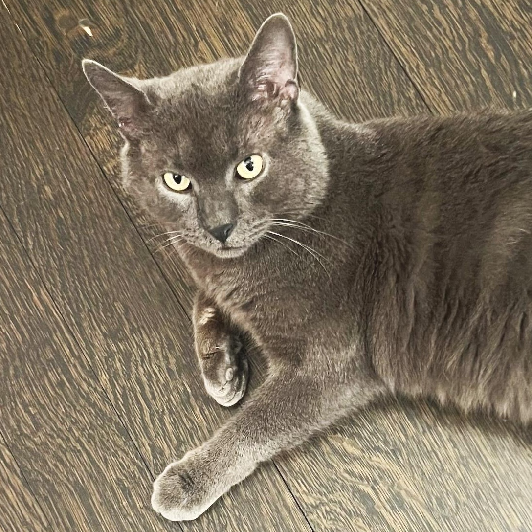 Podcast, the plush, people-oriented pal you've always wanted in your corner!, adopted, Adult Male Domestic Short Hair.
