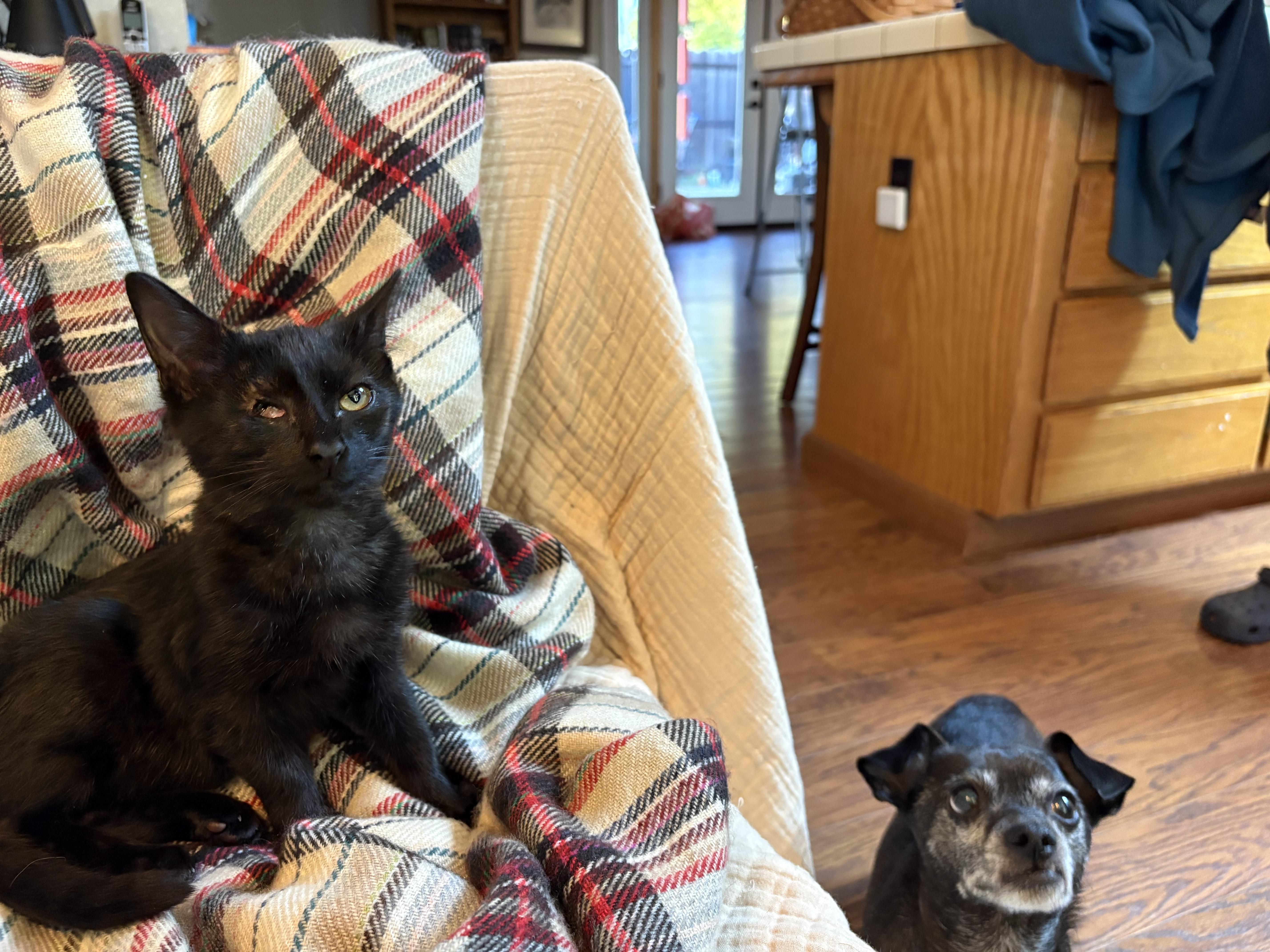 Salem, Adoptable, Kitten Female Domestic Short Hair.