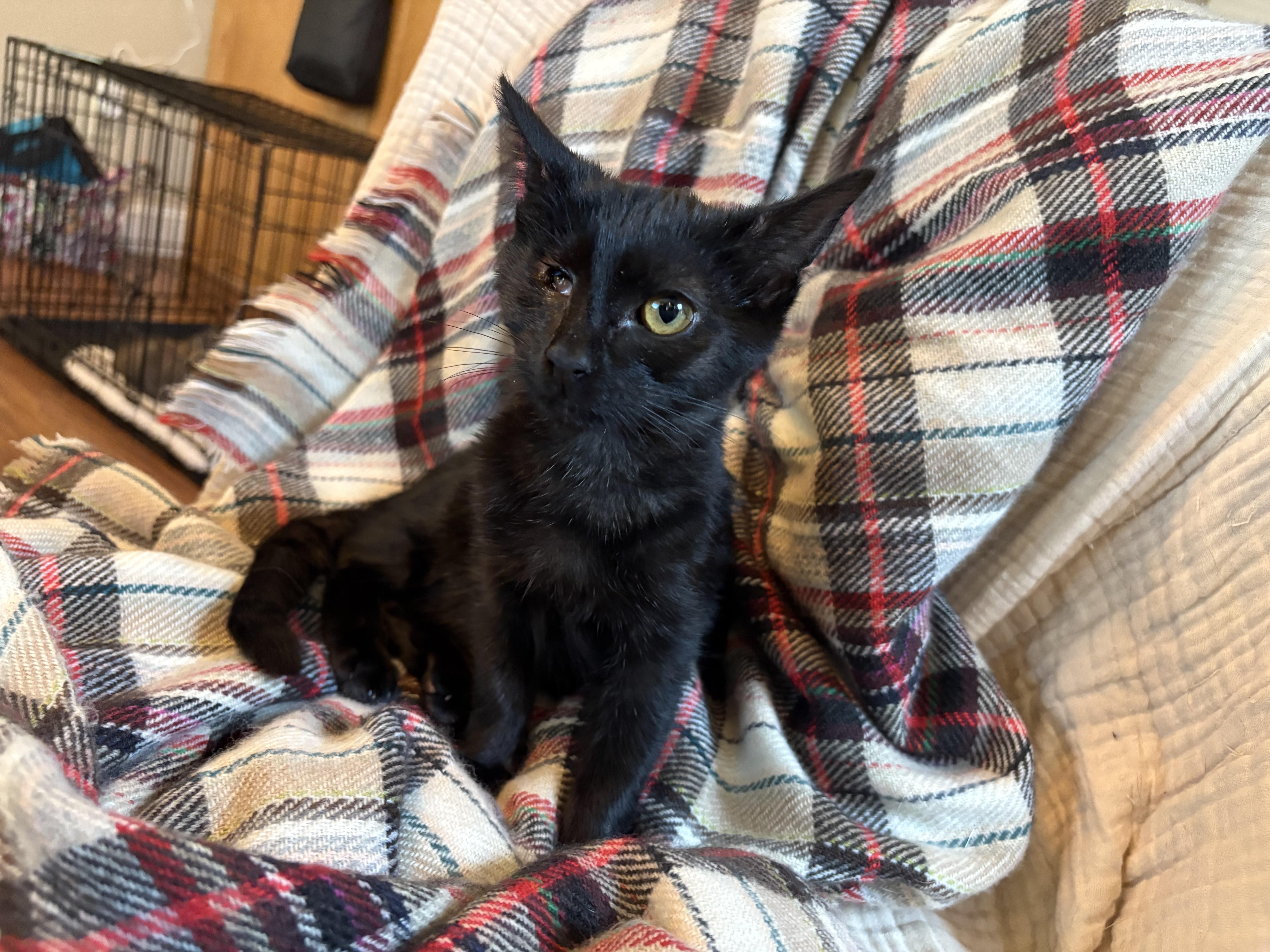 Enlarge Salem, a Adoptable mixed breed in Lodi, CA image 3/3