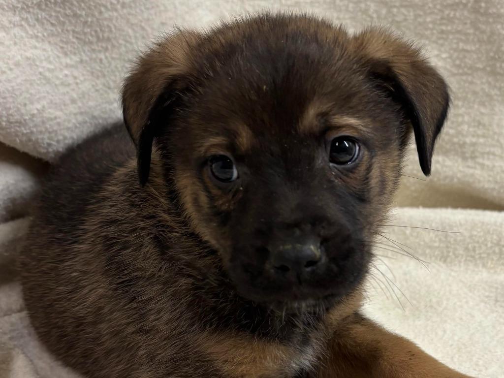 Enlarge Rex(Sabastian), a Adopted mixed breed in Pittsfield, IL image 1/6
