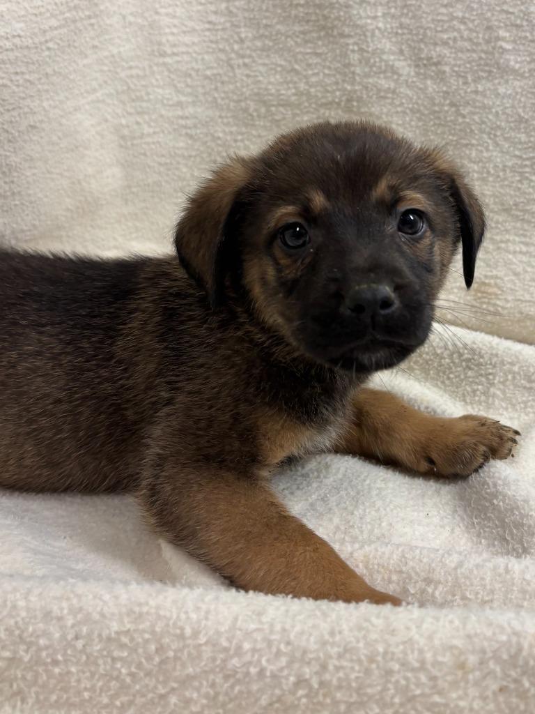 Enlarge Rex(Sabastian), a Adopted mixed breed in Pittsfield, IL image 2/6