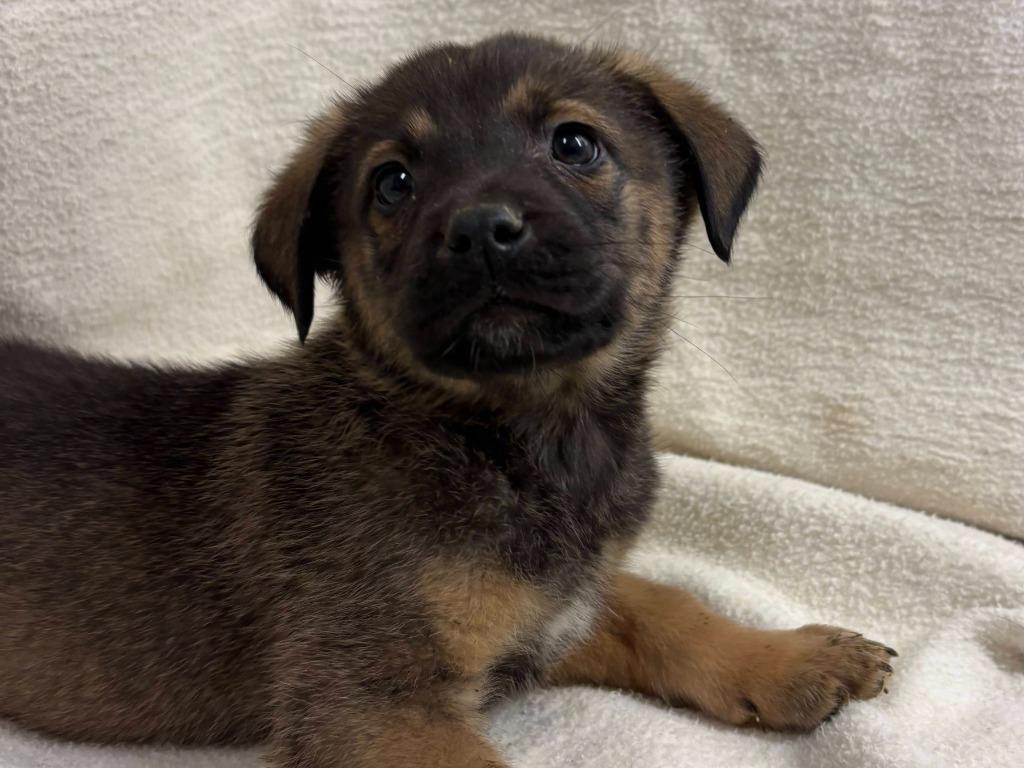 Enlarge Rex(Sabastian), a Adopted mixed breed in Pittsfield, IL image 3/6