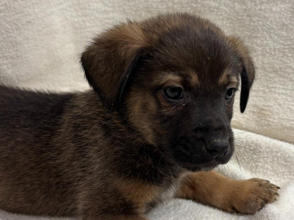 Enlarge Rex(Sabastian), a Adopted mixed breed in Pittsfield, IL image 4/6
