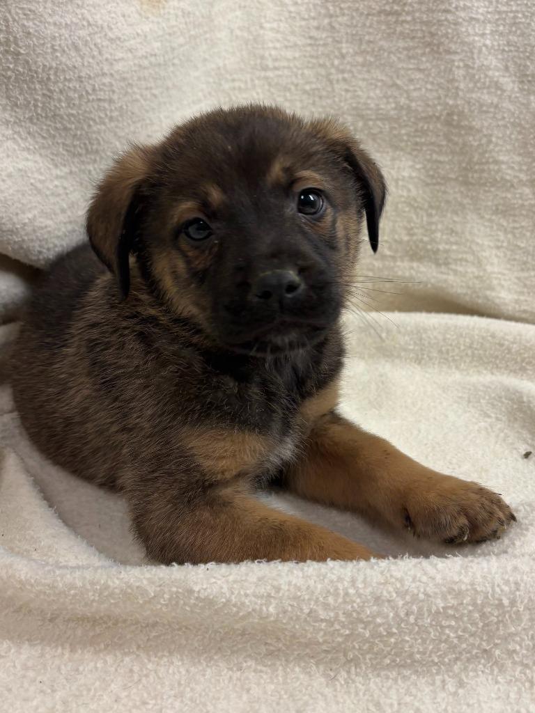 Enlarge Rex(Sabastian), a Adopted mixed breed in Pittsfield, IL image 5/6