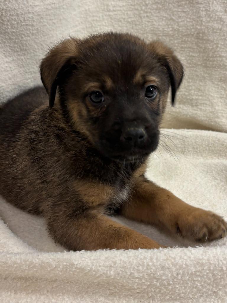 Enlarge Rex(Sabastian), a Adopted mixed breed in Pittsfield, IL image 6/6