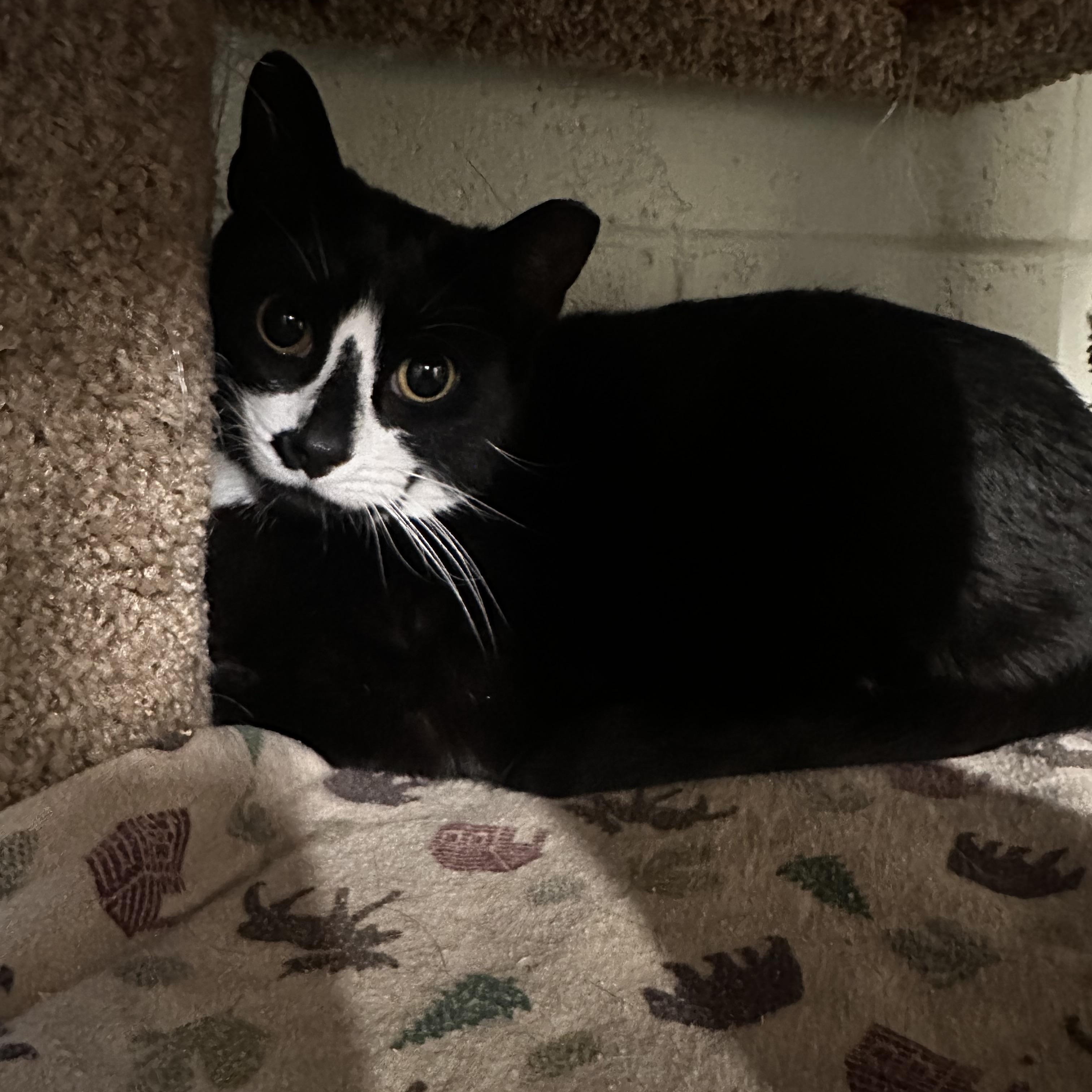 Enlarge Moose, an adopted Domestic Short Hair in North East, MD image 2/3