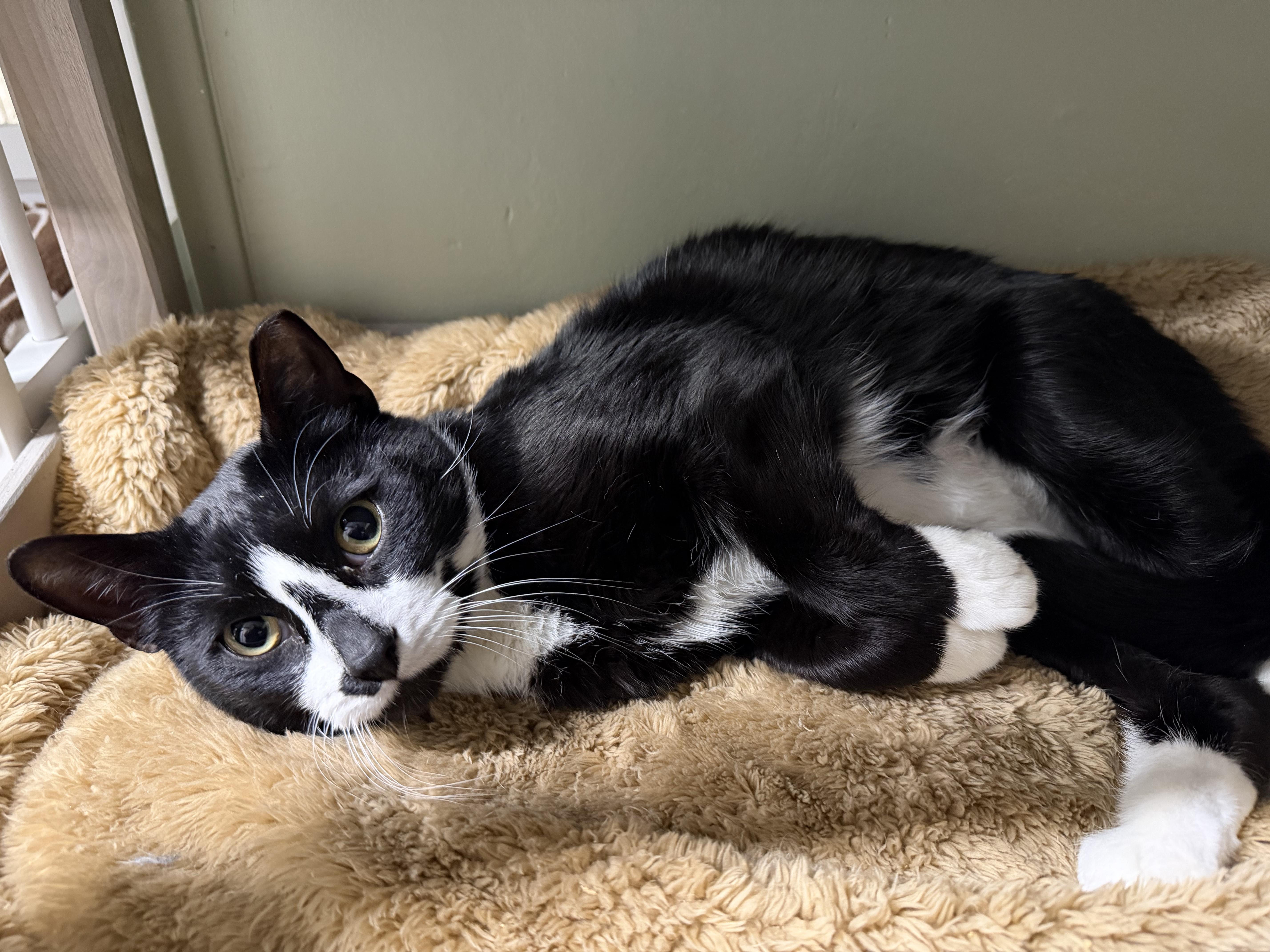 Moose, ADOPTABLE, Young Male Domestic Short Hair.