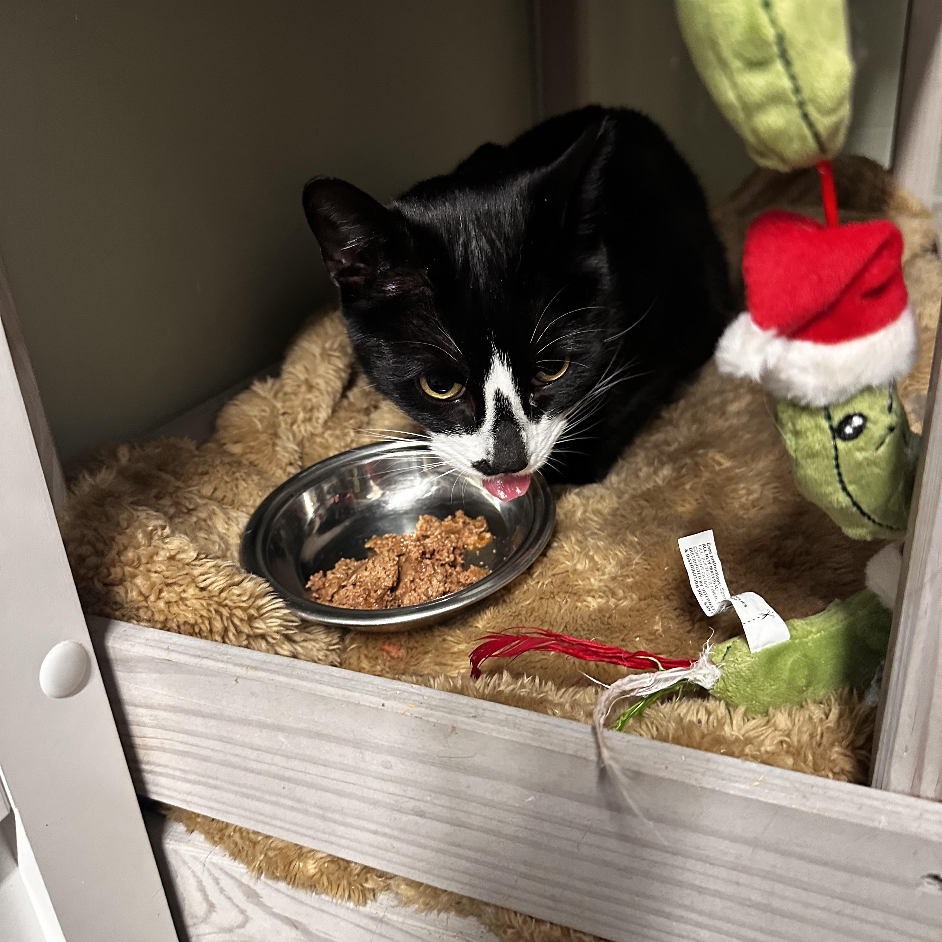 Enlarge Moose, an adopted Domestic Short Hair in North East, MD image 3/3