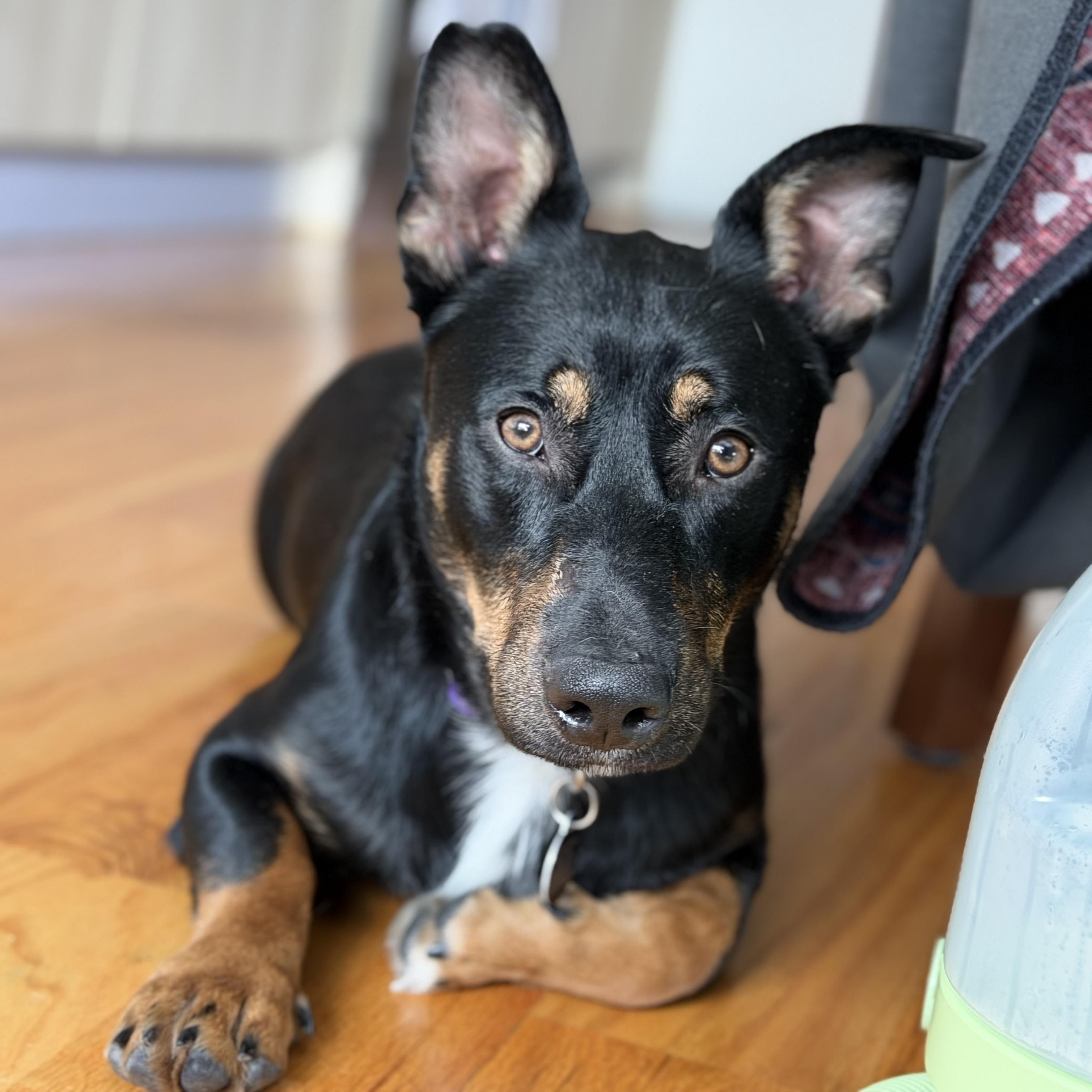 Bosco, an adopted mixed breed in Brooklyn, NY image 6/6