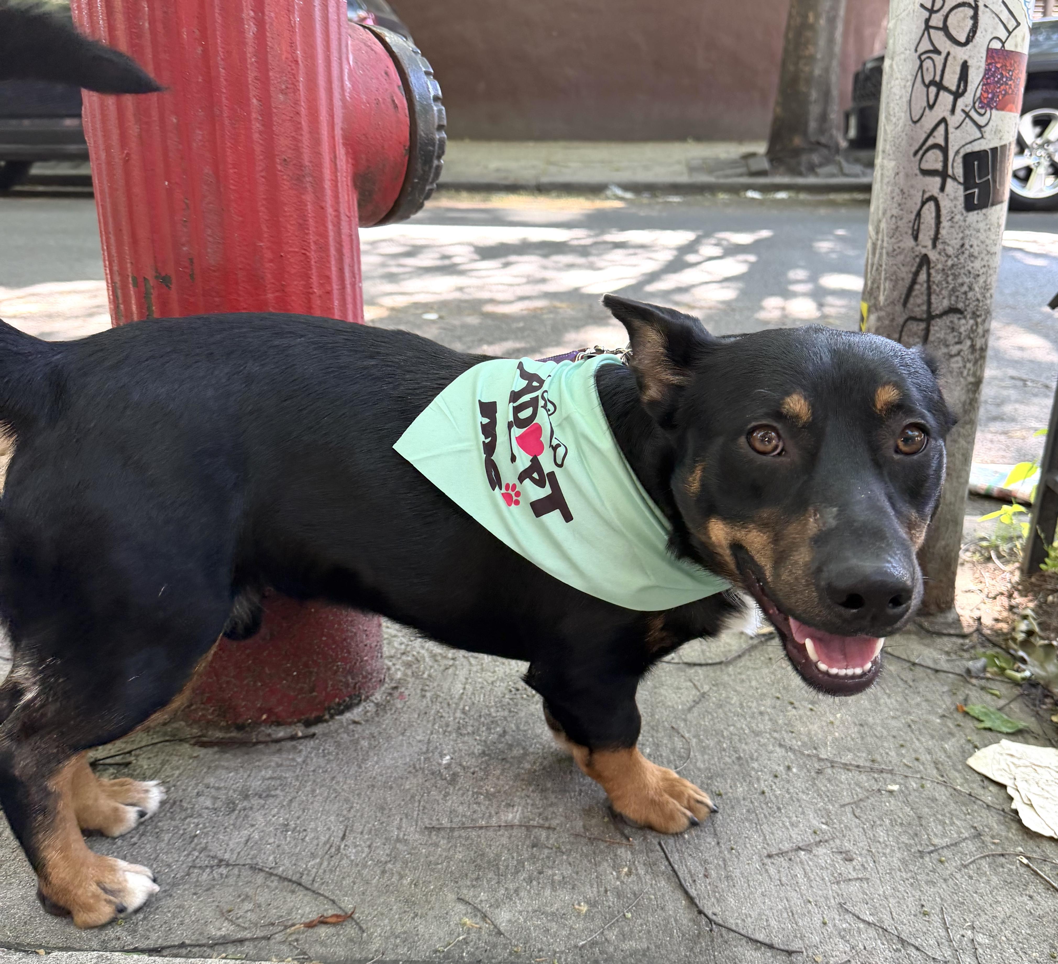 Bosco, an adopted mixed breed in Brooklyn, NY image 4/6