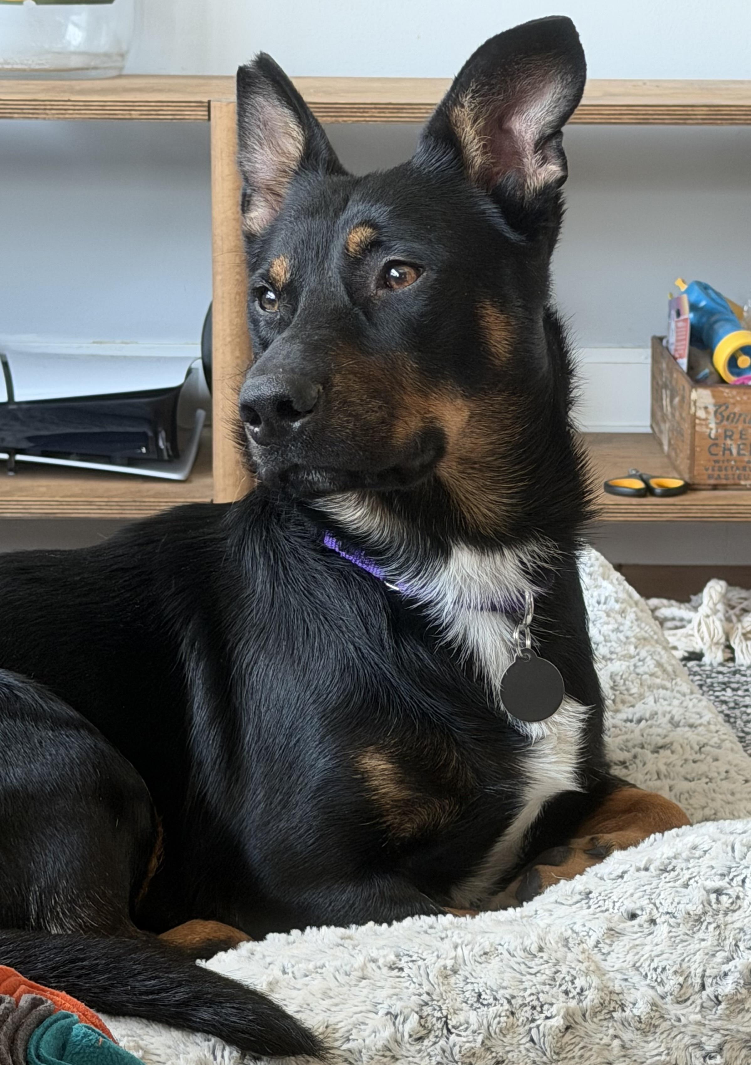 Bosco, an adopted mixed breed in Brooklyn, NY image 3/6