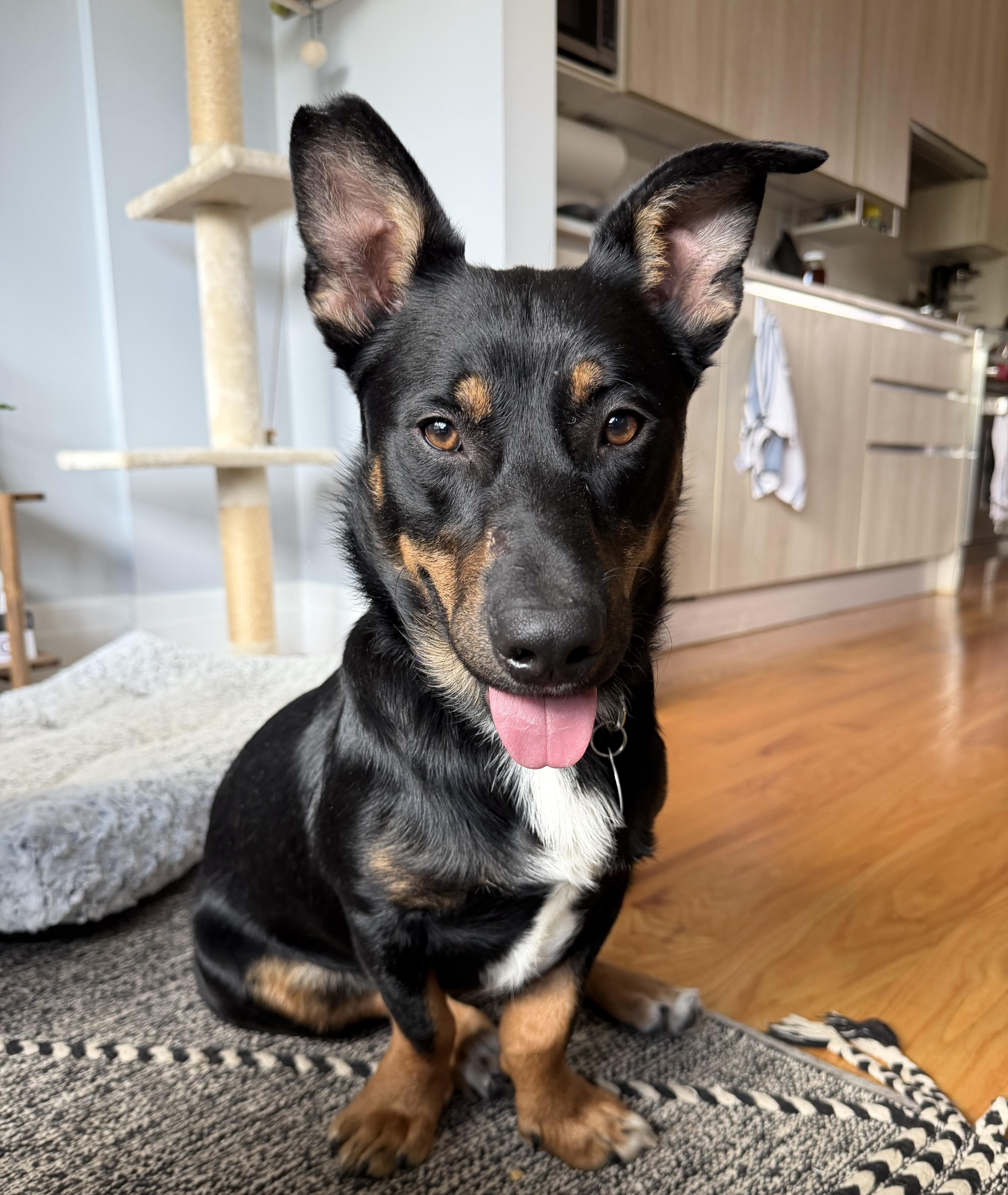 Bosco, an adopted mixed breed in Brooklyn, NY image 2/6