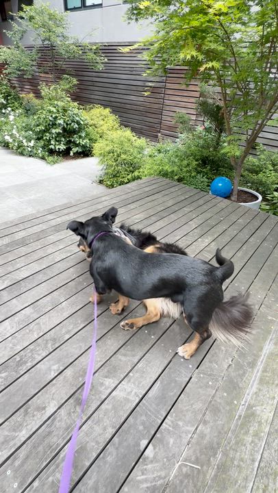 Enlarge Bosco, an adopted mixed breed in Brooklyn, NY video 5/6