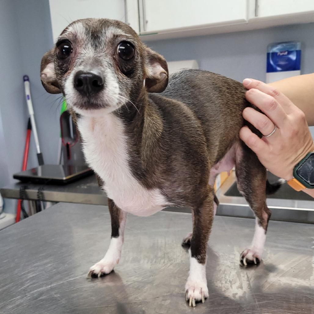 Cricket, Adoptable, Adult Female Chihuahua.