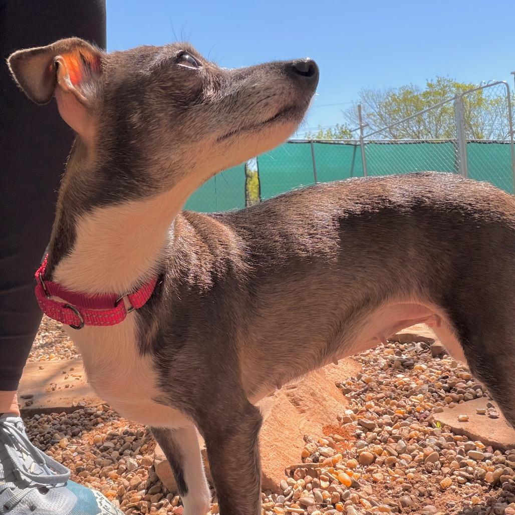 Enlarge Cricket, a Adoptable mixed breed in Duncan, OK image 2/4