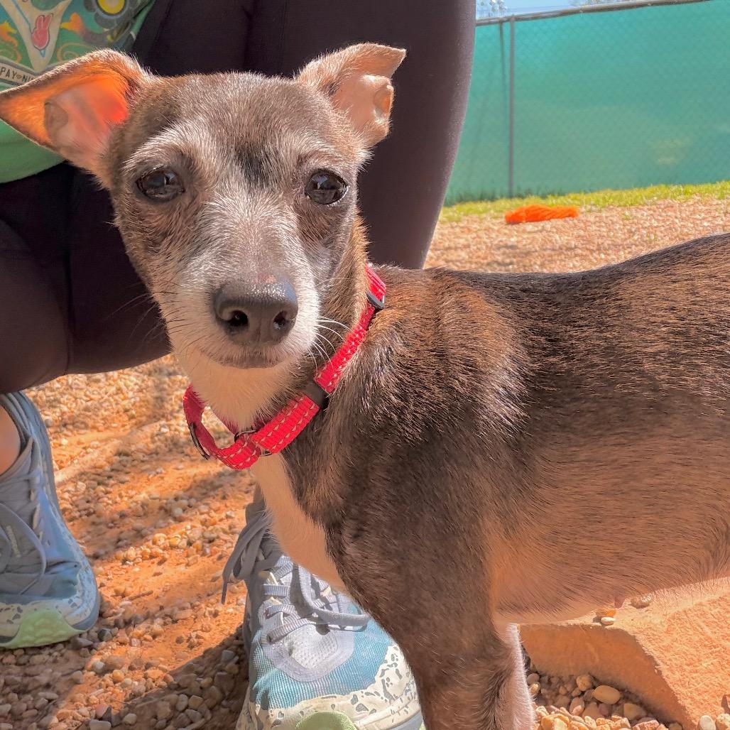 Enlarge Cricket, a Adoptable mixed breed in Duncan, OK image 3/4