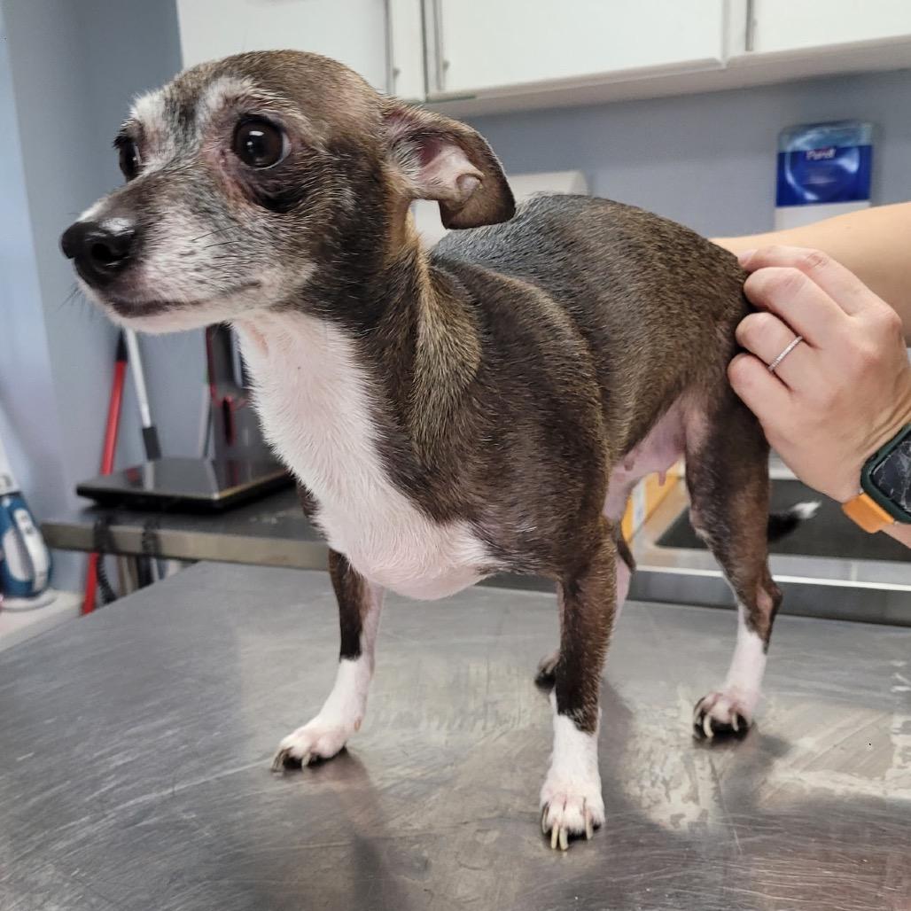 Enlarge Cricket, a Adoptable mixed breed in Duncan, OK image 4/4