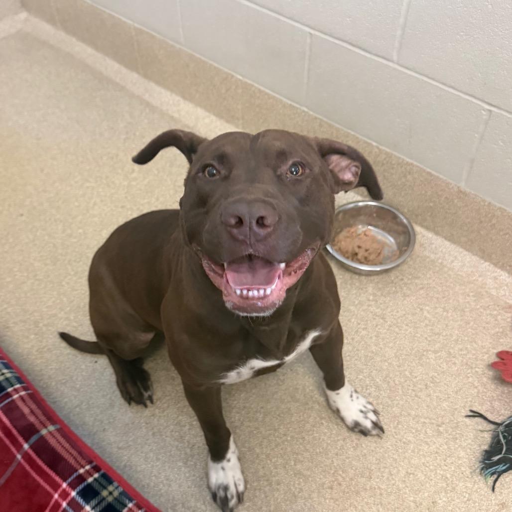Enlarge Bear, a Adoptable mixed breed in Bristol, IN image 1/1