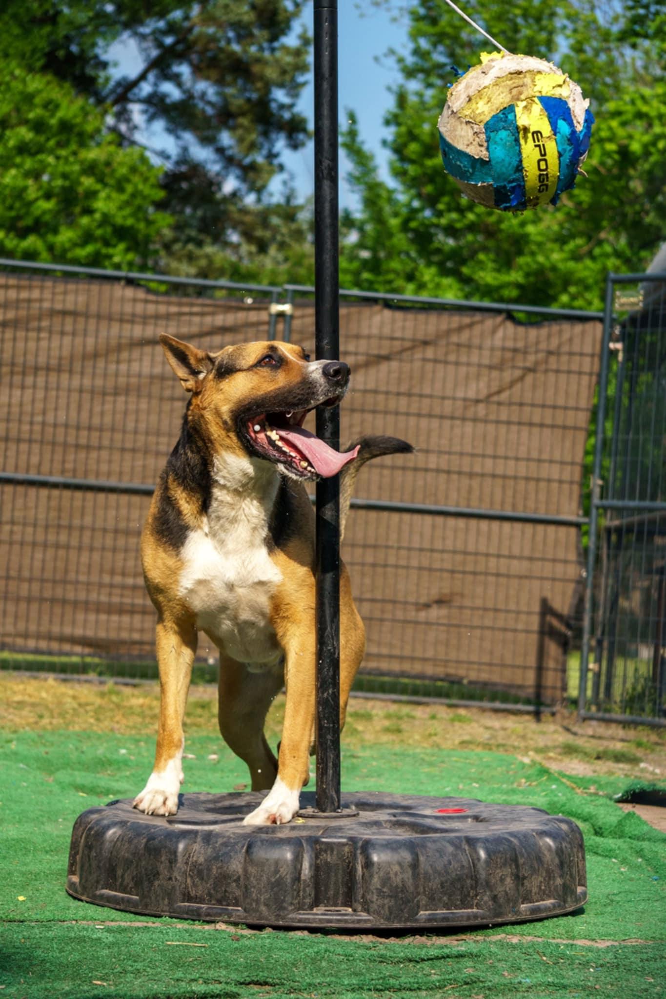 Buddy, a Adoptable mixed breed in Dallas, TX image 2/5