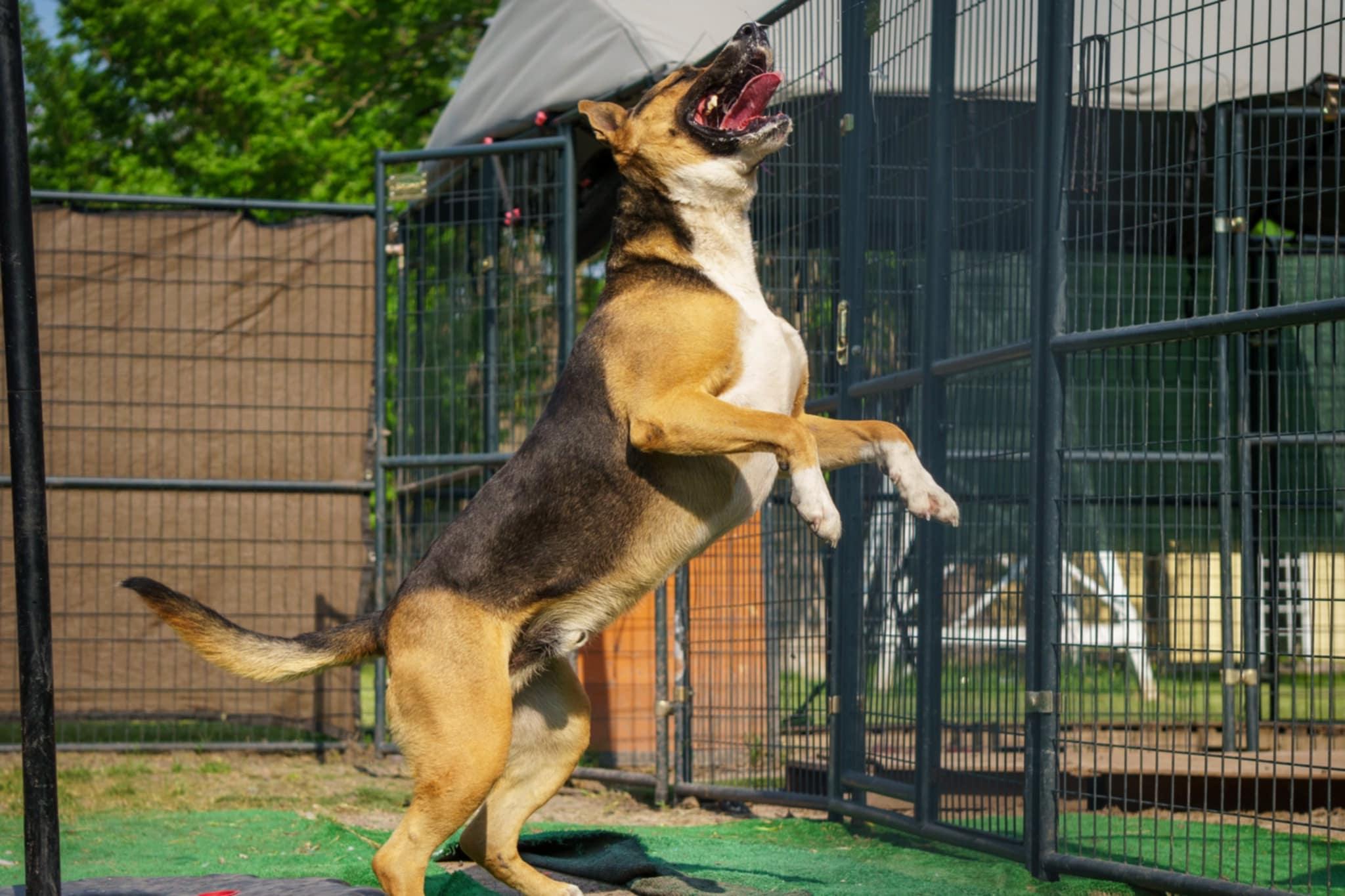 Buddy, a Adoptable mixed breed in Dallas, TX image 3/5
