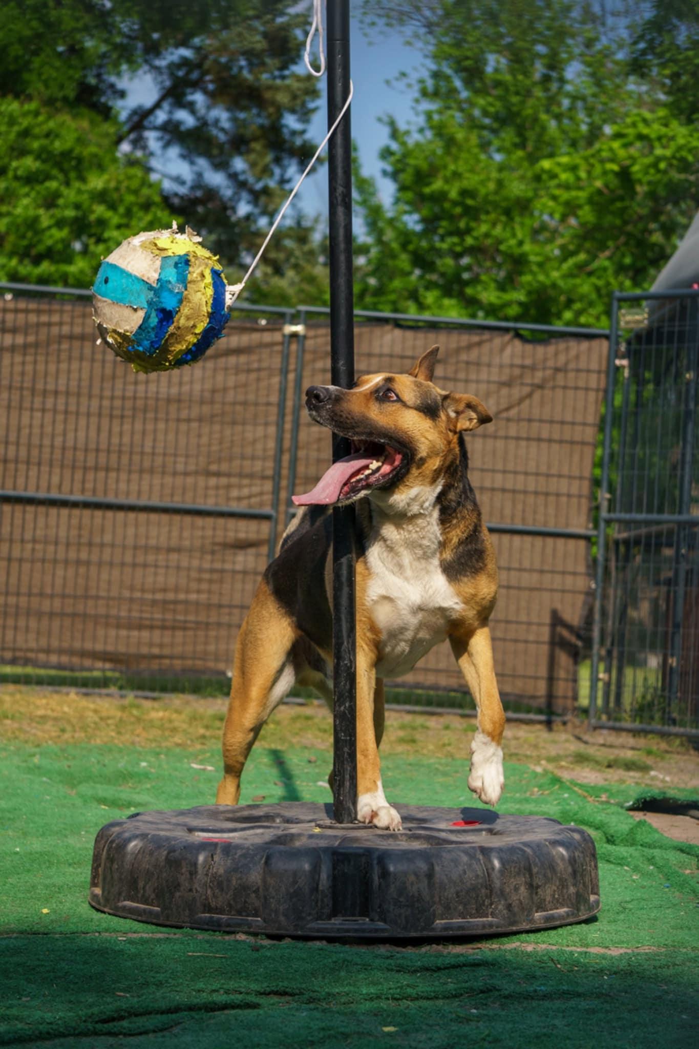 Buddy, a Adoptable mixed breed in Dallas, TX image 4/5