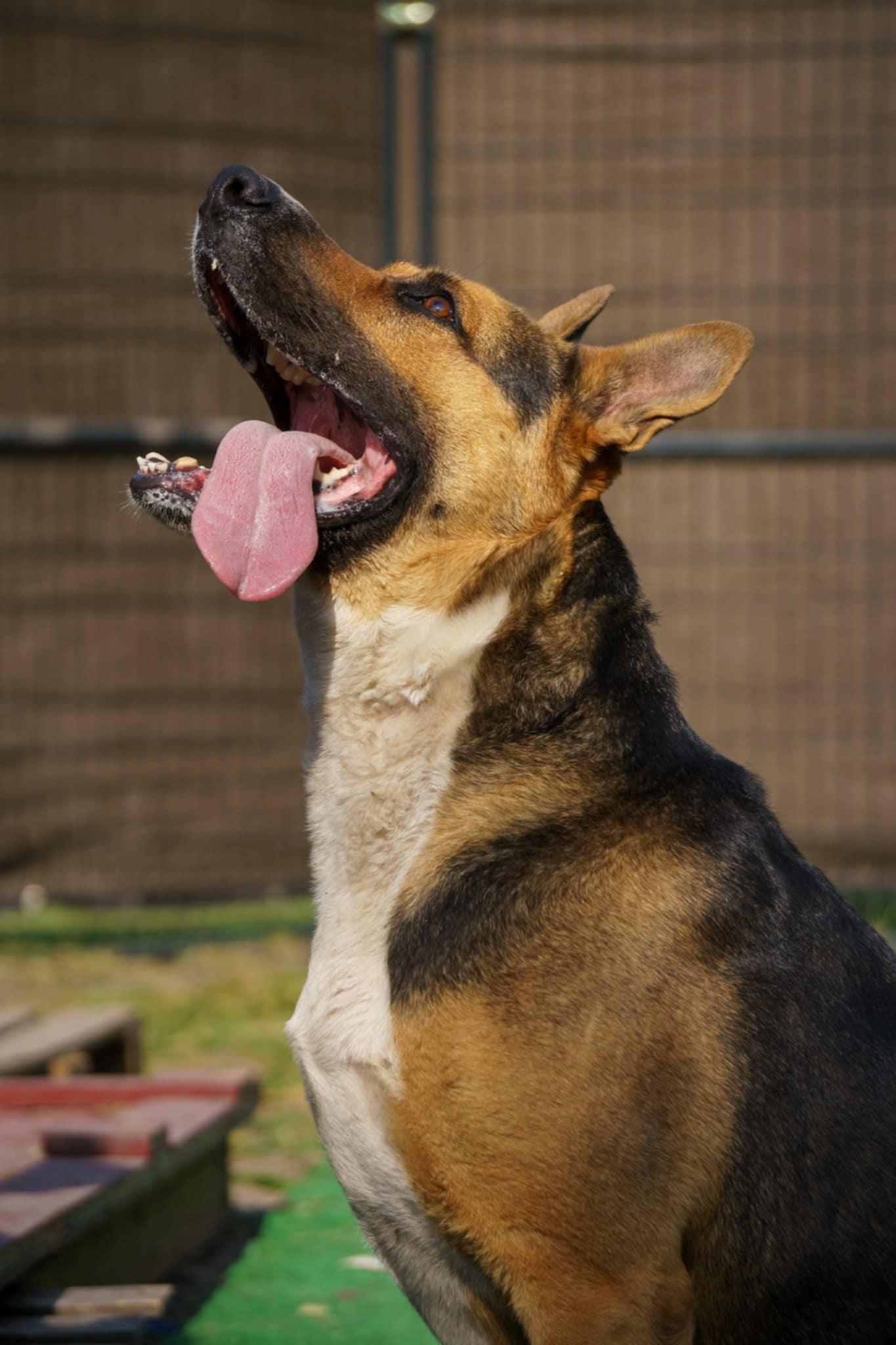 Buddy, a Adoptable mixed breed in Dallas, TX image 5/5