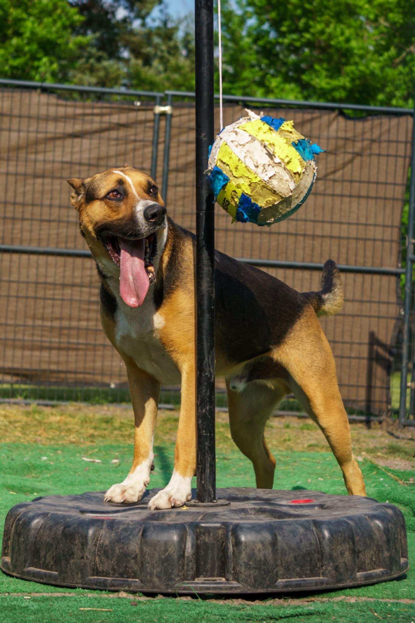 Buddy, Adoptable, Adult Male German Shepherd Dog.