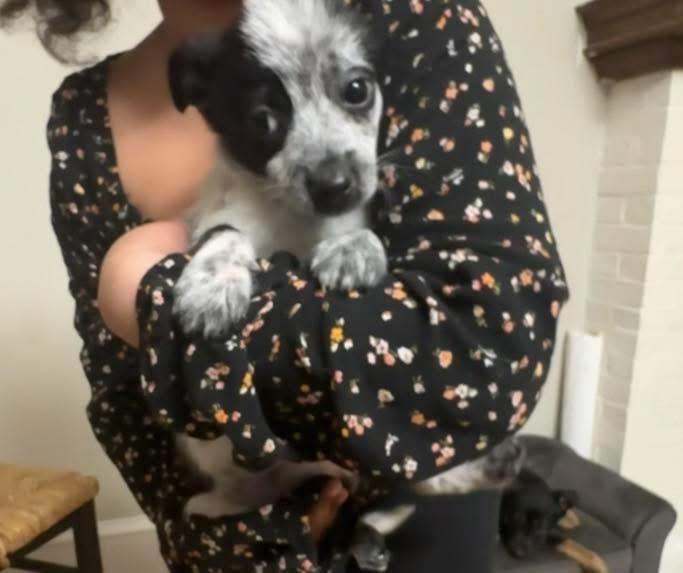 Enlarge Brandon , an adopted mixed breed in Woodbury, NJ image 4/4