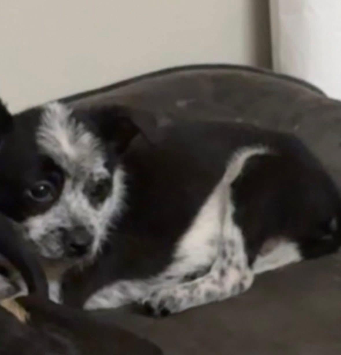 Enlarge Brandon , an adopted mixed breed in Woodbury, NJ image 2/4