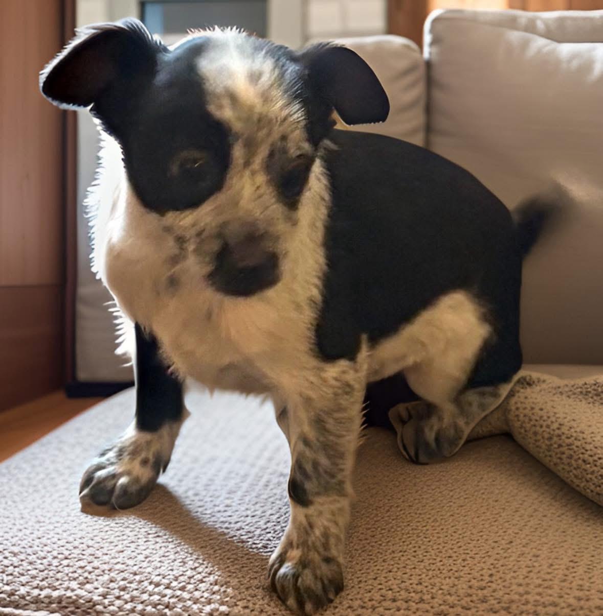 Enlarge Brandon , an adopted mixed breed in Woodbury, NJ image 1/4