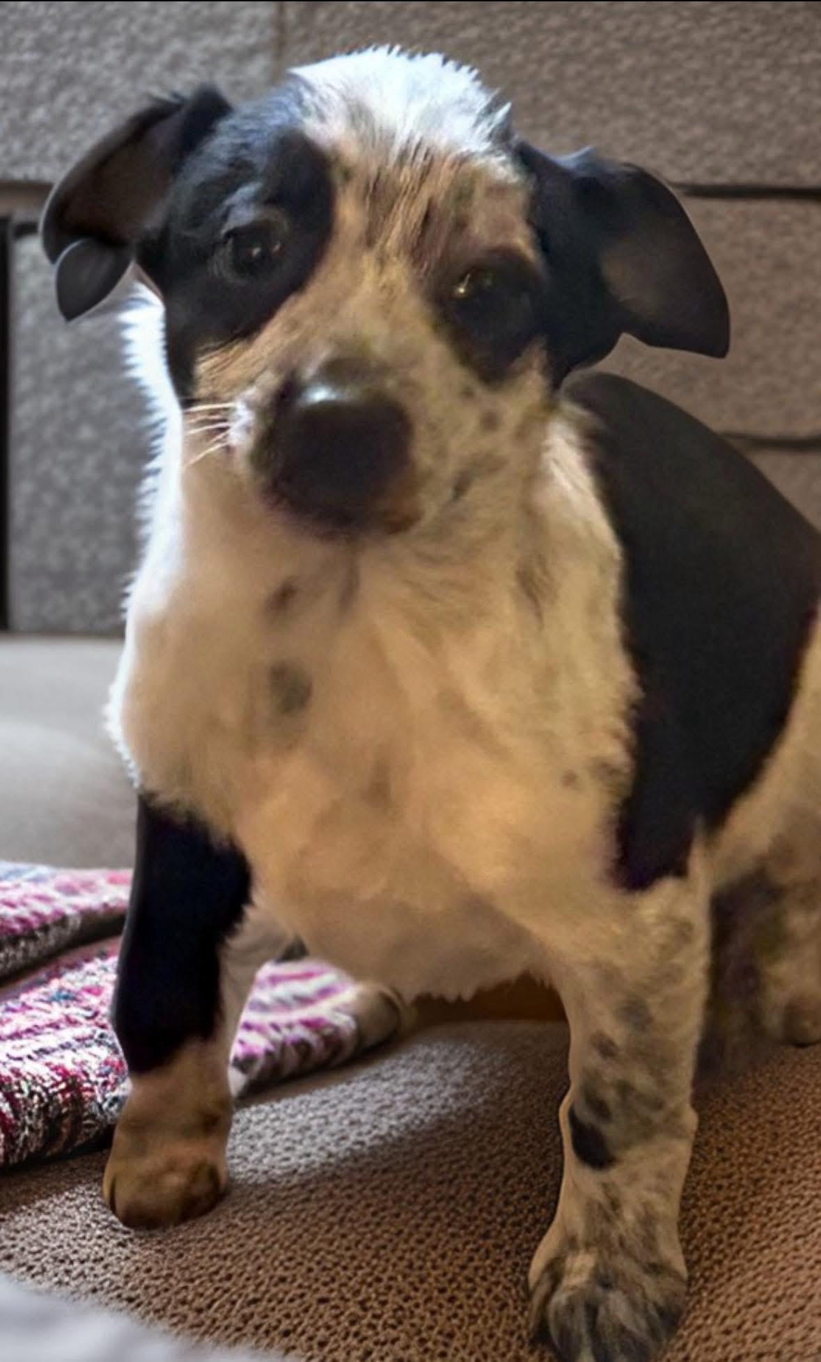 Enlarge Brandon , an adopted mixed breed in Woodbury, NJ image 3/4