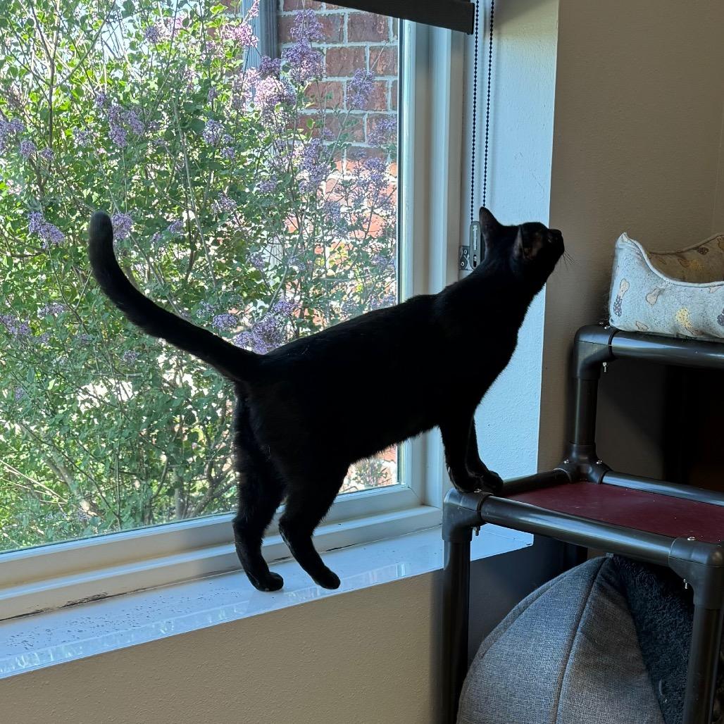 Swiper, Adoptable, Young Male Domestic Short Hair.