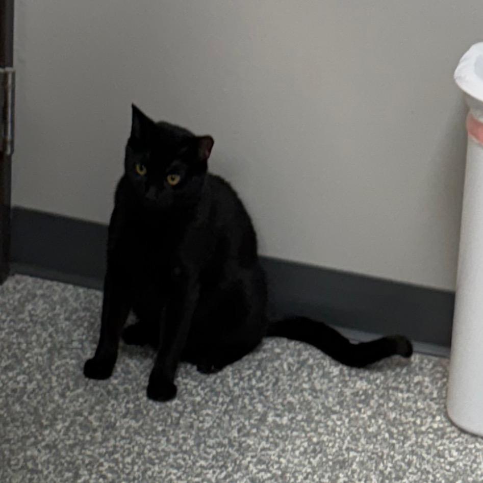 Enlarge Swiper, a Adoptable Domestic Short Hair in Carroll, IA image 2/6