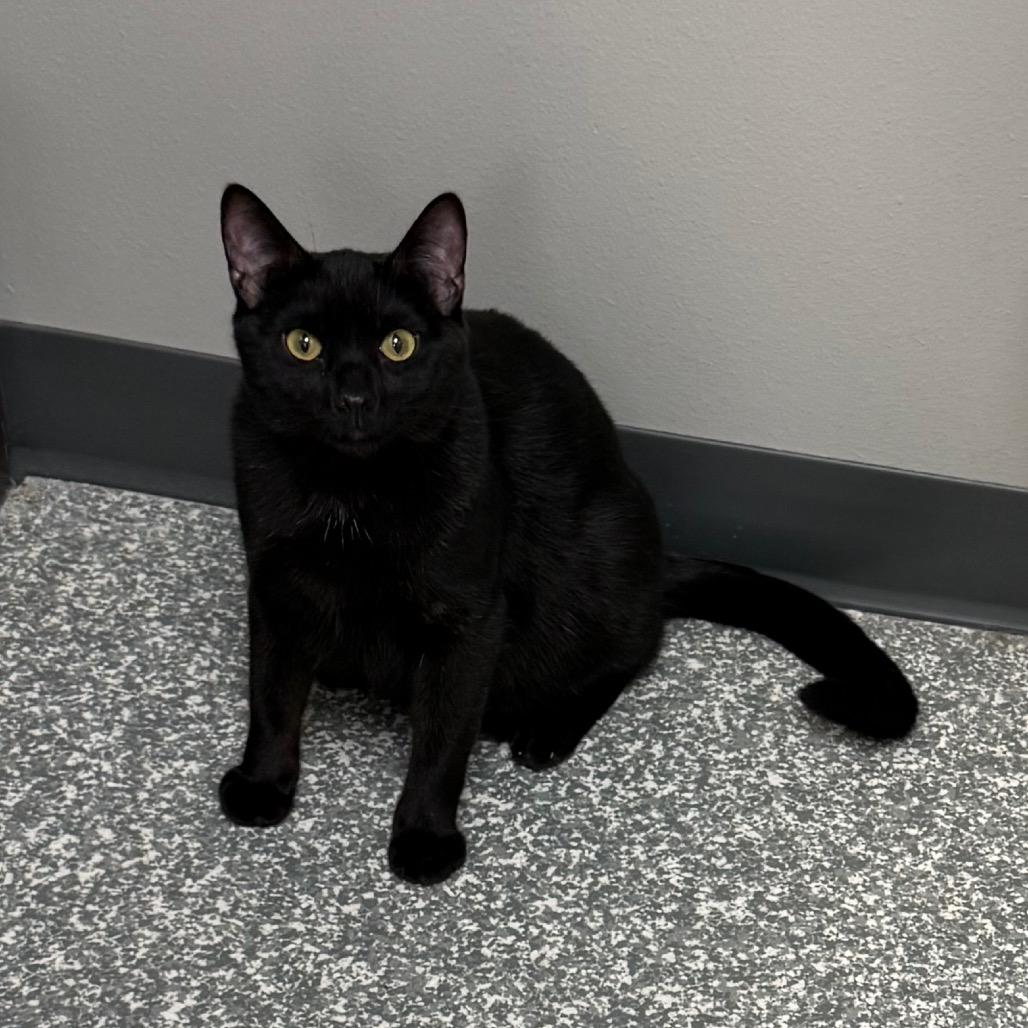 Enlarge Swiper, a Adoptable Domestic Short Hair in Carroll, IA image 3/6