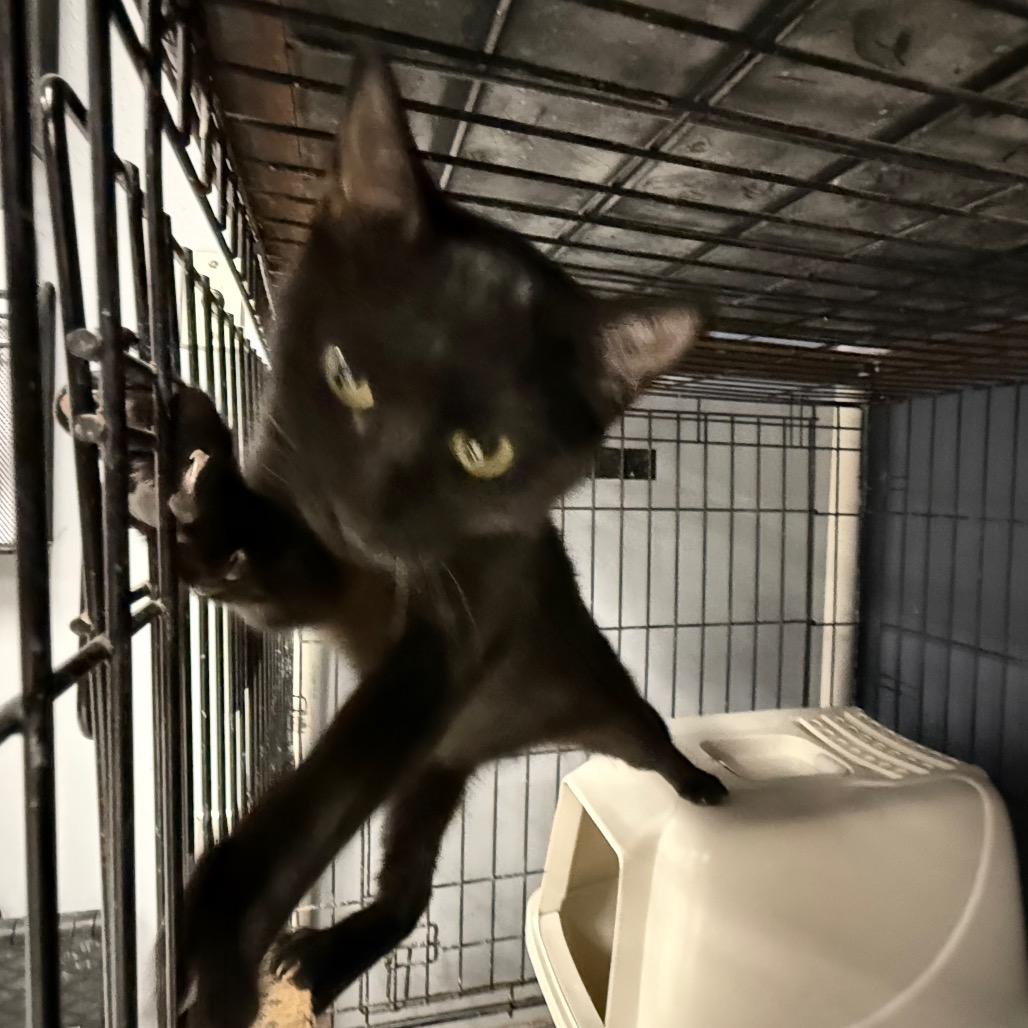 Enlarge Swiper, a Adoptable Domestic Short Hair in Carroll, IA image 1/2