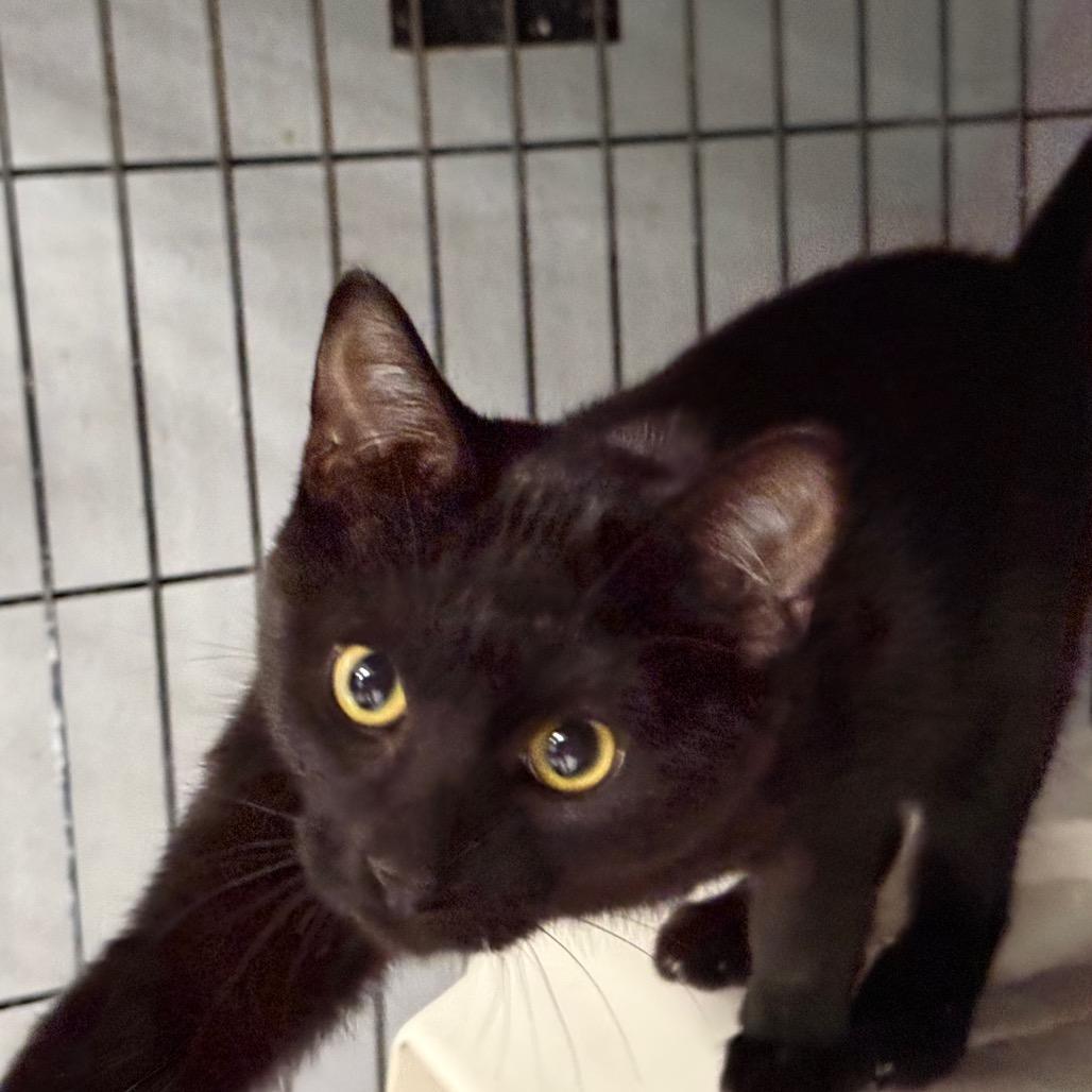 Enlarge Swiper, a Adoptable Domestic Short Hair in Carroll, IA image 2/2