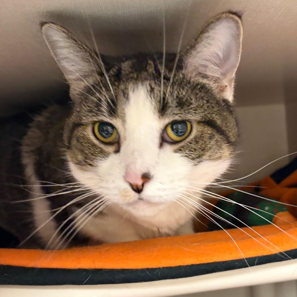 Enlarge Gracie, a Adoptable Domestic Short Hair in Mentor, OH image 1/2