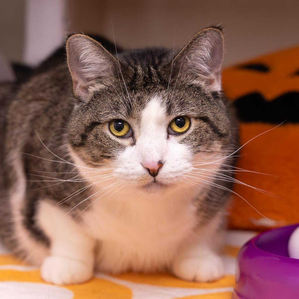 Enlarge Gracie, a Adoptable Domestic Short Hair in Mentor, OH image 2/2