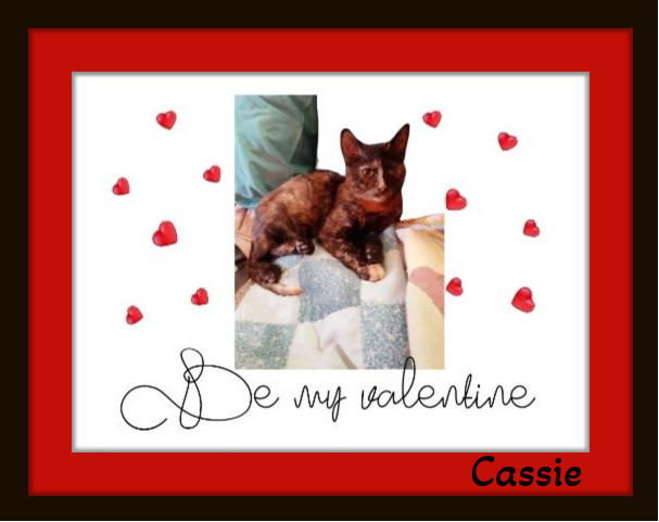 Enlarge Cassie - Want to watch a movie? Count me in! Are Rubbies included?, a Adoptable Domestic Short Hair in Snow Camp, NC image 2/4