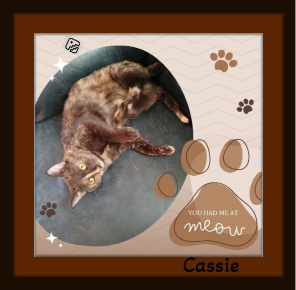 Enlarge Cassie - Want to watch a movie? Count me in! Are Rubbies included?, a Adoptable Domestic Short Hair in Snow Camp, NC image 3/4