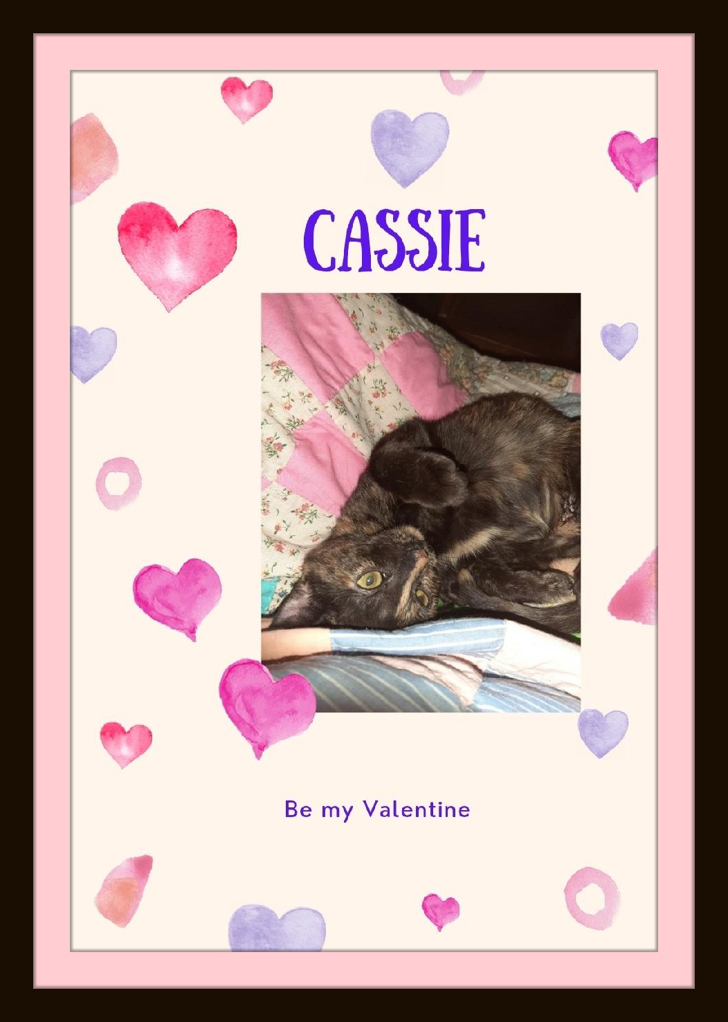 Enlarge Cassie - Want to watch a movie? Count me in! Are Rubbies included?, a Adoptable Domestic Short Hair in Snow Camp, NC image 4/4