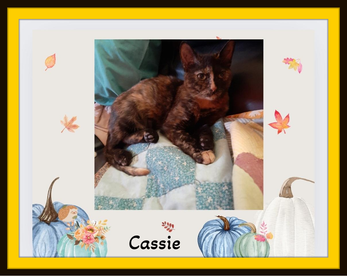 Enlarge Cassie - Want to watch a movie? Count me in! Are Rubbies included?, a Adoptable Domestic Short Hair in Snow Camp, NC image 1/4