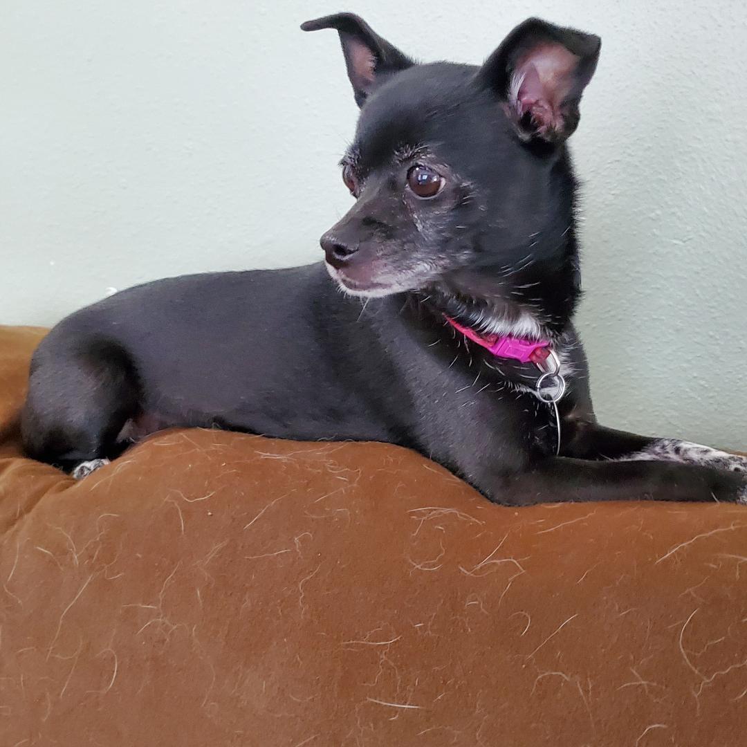 Enlarge Winnie, a ADOPTABLE mixed breed in Moorhead, MN image 3/3