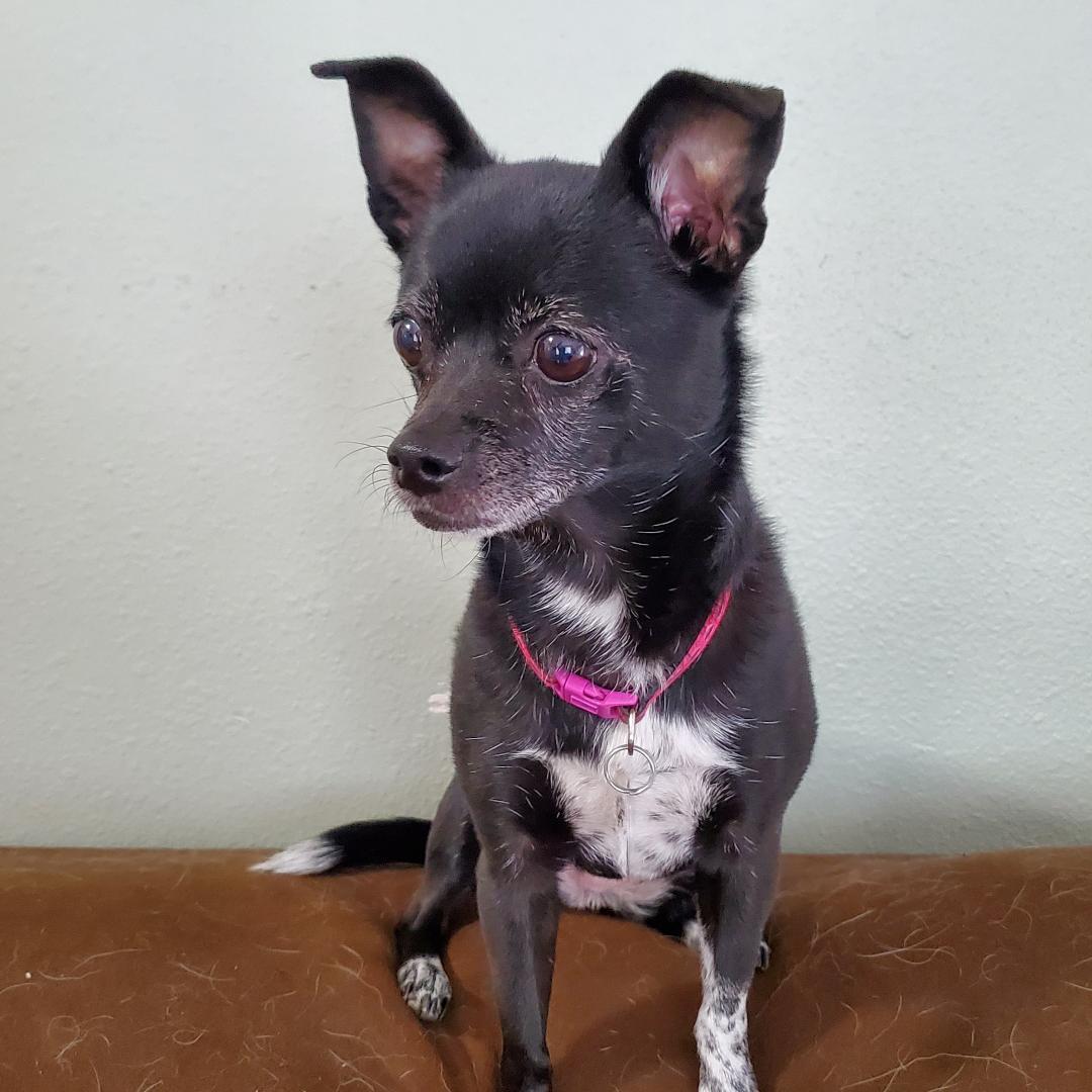 Enlarge Winnie, a ADOPTABLE mixed breed in Moorhead, MN image 1/3
