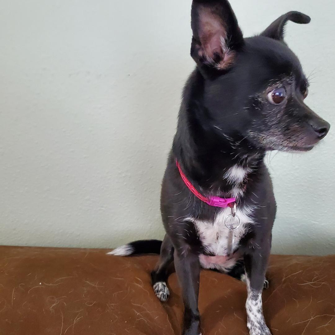 Enlarge Winnie, a ADOPTABLE mixed breed in Moorhead, MN image 2/3