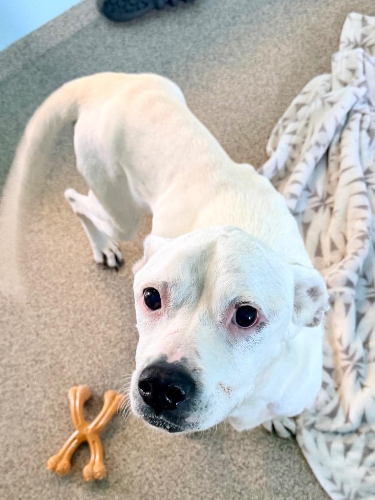 Journey, Adoptable, Senior Female Pit Bull Terrier & Mixed Breed.