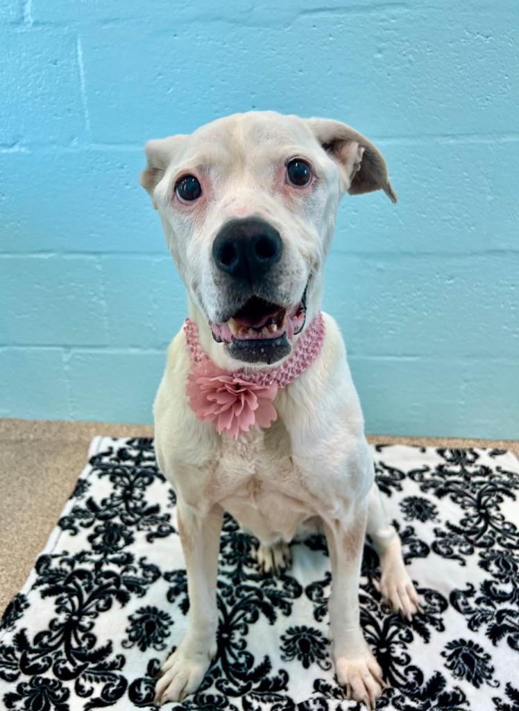 Journey, a Adoptable mixed breed in Cape Coral, FL image 2/6