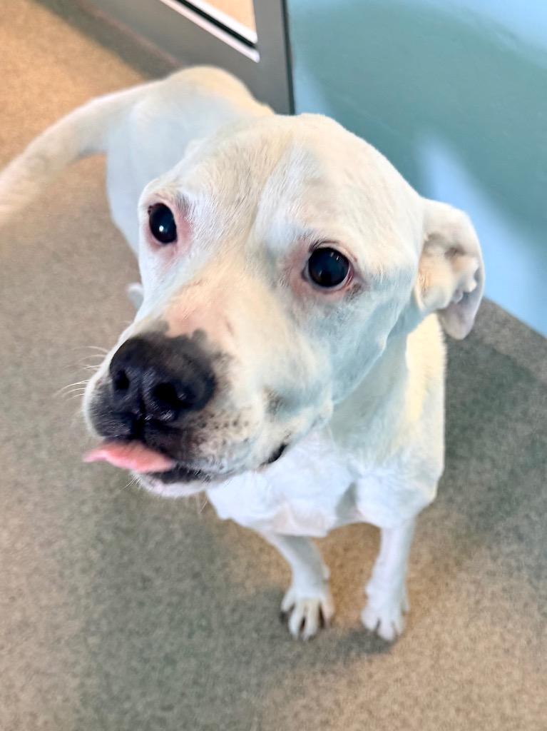 Journey, a Adoptable mixed breed in Cape Coral, FL image 3/6
