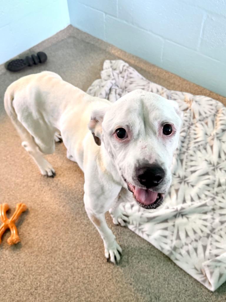 Journey, a Adoptable mixed breed in Cape Coral, FL image 4/6